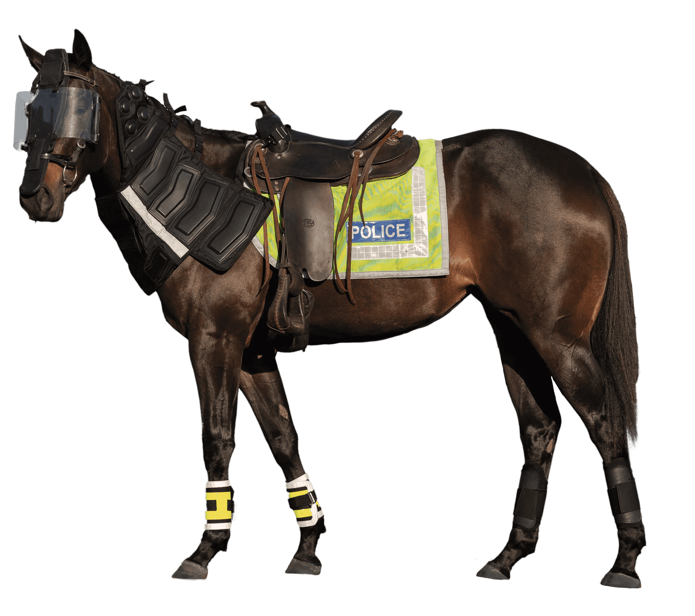 Mounted Rider Suit